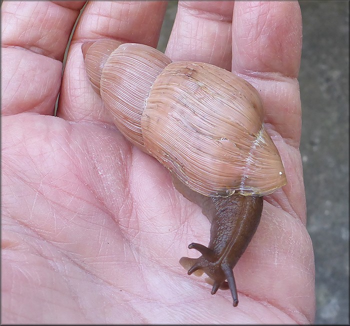 Euglandina rosea (Frussac, 1821) Damaged Shell