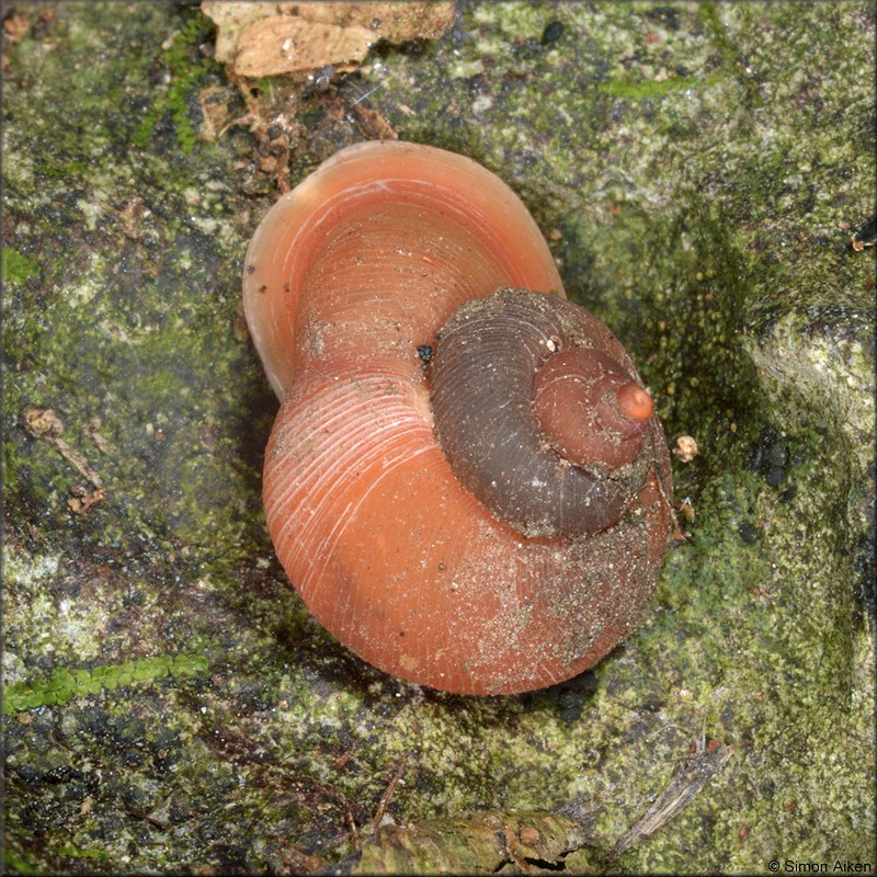 Alycaeus somnueki Panha and Patamakanthin 1999 In Situ