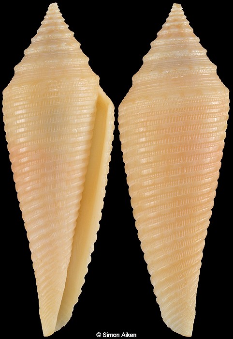 Conus insculptus Kiener, 1847