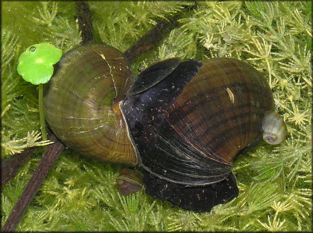 Pomacea paludosa (Say, 1829) Florida Applesnail Mating