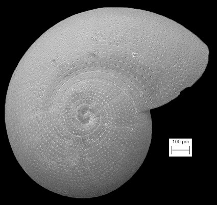 cf. Solariorbis multistriatus (A. E. Verrill, 1884)