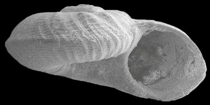 Cyclostremiscus obliquestriatus (H. C. Lea, 1843) Fossil