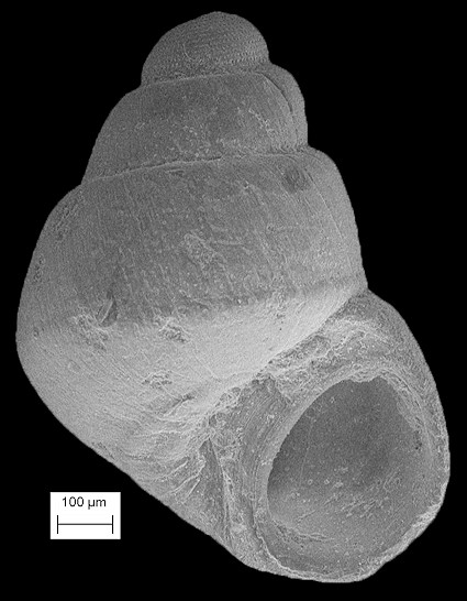 Amphithalamus rauli Roln, 1991 Rauls Barleysnail