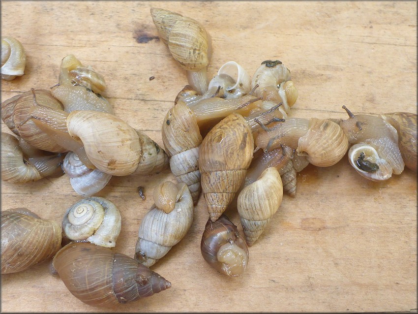 Bulimulus sporadicus On Entrance Ramp To Interstate 295 South From Town Center Parkway 