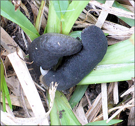 Belocaulus angustipes (Heynemann, 1885) Black-velvet Leatherleaf Mating