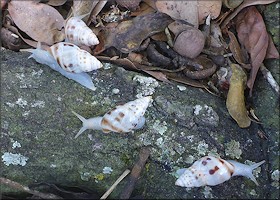 Drymaeus dormani (W. G. Binney, 1857) Manatee Treesnail