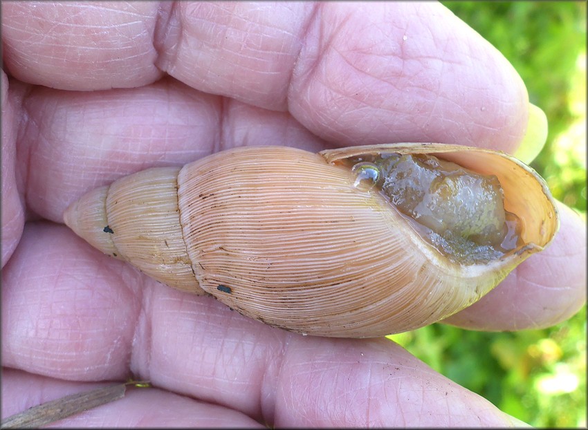Euglandina rosea (Frussac, 1821) Rosy Wolfsnail In Situ