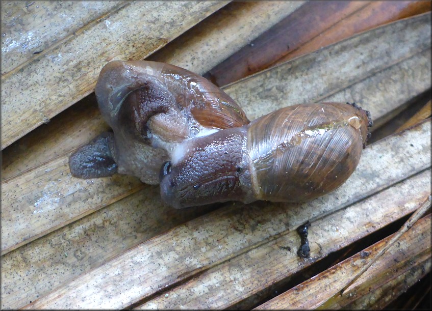 Euglandina rosea (Frussac, 1821) Mating