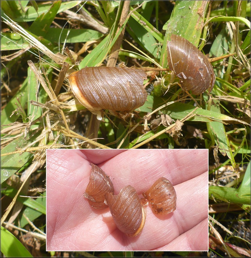 Mesodon thyroidus (Say, 1817) White-lip Globe From The Roadside Swale Along US-1