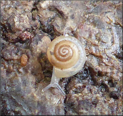 Hawaiia minuscula (A. Binney, 1841) Minute Gem