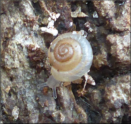 Hawaiia minuscula (A. Binney, 1841) Minute Gem