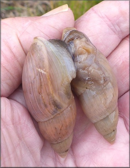 Euglandina rosea (Frussac, 1821) Mating In Situ