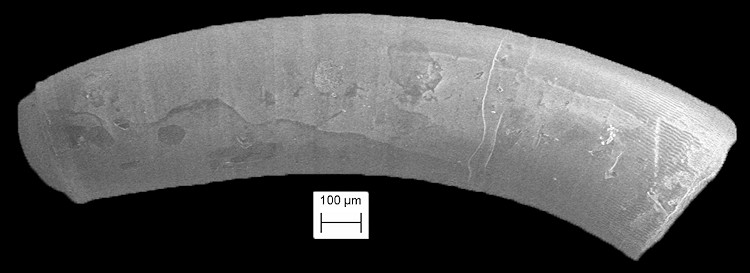 Caecum striatum de Folin, 1868 Striate Caecum