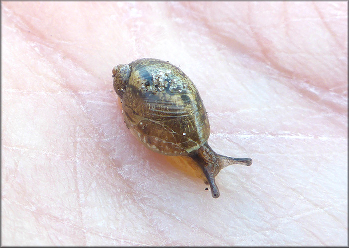 Succinea unicolor Tryon, 1866 Squatty Ambersnail