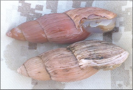 Euglandina rosea (Frussac, 1821) Damaged Shell