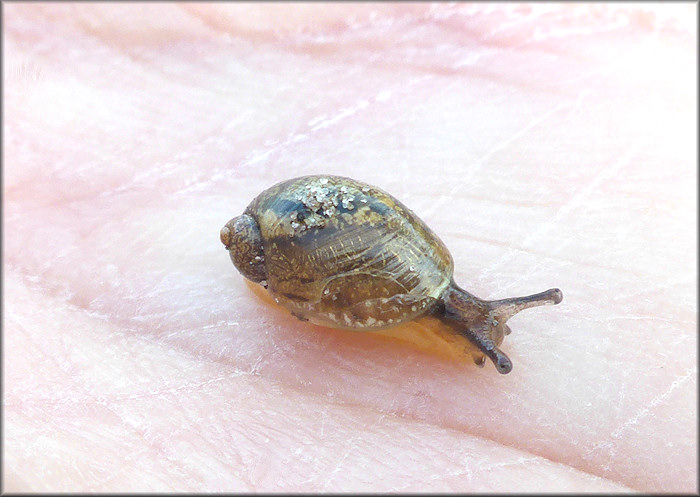 Succinea unicolor Tryon, 1866 Squatty Ambersnail