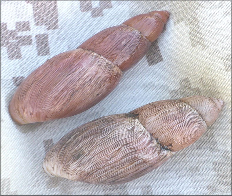 Euglandina rosea (Frussac, 1821) Damaged Shell