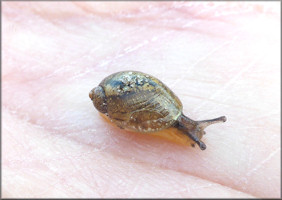 Succinea unicolor Tryon, 1866 Squatty Ambersnail