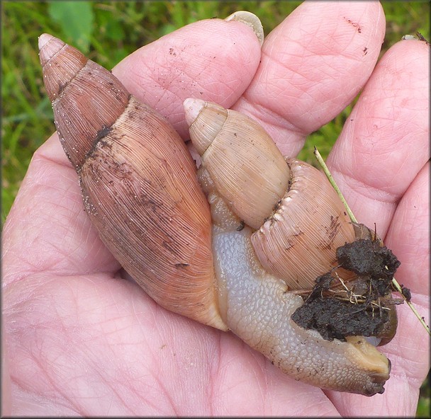 Euglandina rosea (Frussac, 1821) Mating In Situ