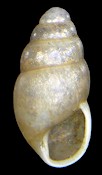 Cochlicopa lubrica (Mller, 1774) Glossy Pillar