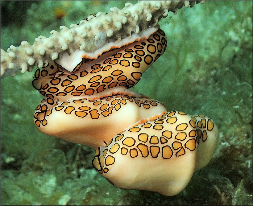 Cyphoma gibbosum (Linnaeus, 1758) Flamingo Tongue