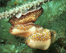 Cyphoma gibbosum (Linnaeus, 1758) Flamingo Tongue