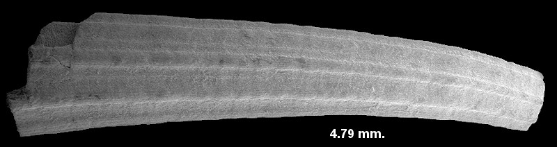 Antalis antillarum (d’Orbigny, 1847) Antillean Tuskshell Juvenile