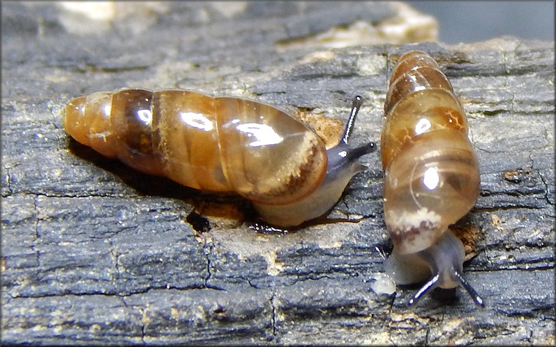 Cochlicopa morseana (Doherty, 1878) Appalachian Pillar