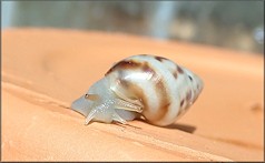 Drymaeus dormani (W. G. Binney, 1857) Manatee Treesnail