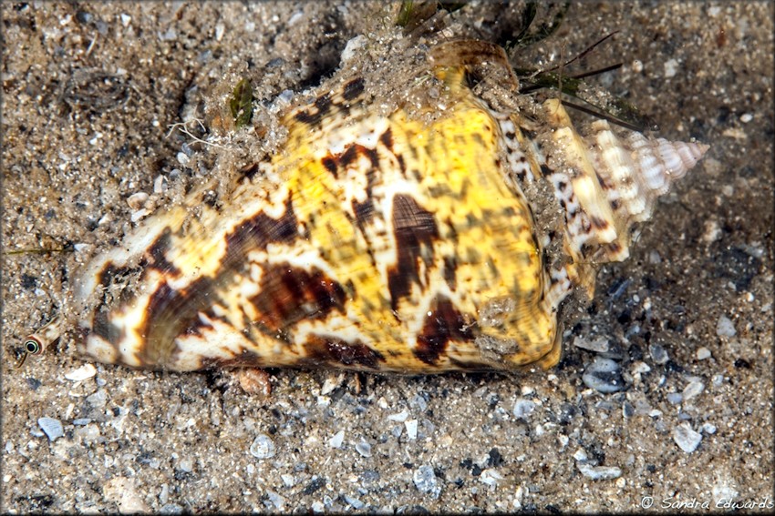 Lobatus raninus (Gmelin, 1791) Hawkwing Conch Juvenile In Situ