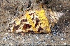 Lobatus raninus (Gmelin, 1791) Hawkwing Conch Juvenile In Situ