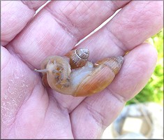 Euglandina rosea (Frussac, 1821) Juveniles Mating