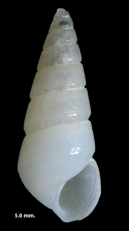 Eulimastoma engonia (Bush, 1885) Needle Odostome