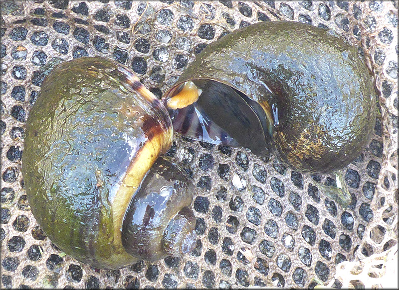 Pomacea diffusa Mating Pair