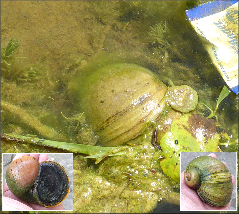 Large Pomacea maculata from the aquatic center lake (5/3/2017)