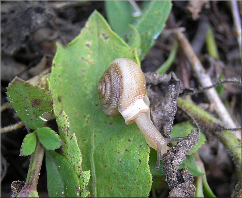 Daedalochila uvulifera In Situ Under Low Vegetation On Shrine Center Property 5/8/2015