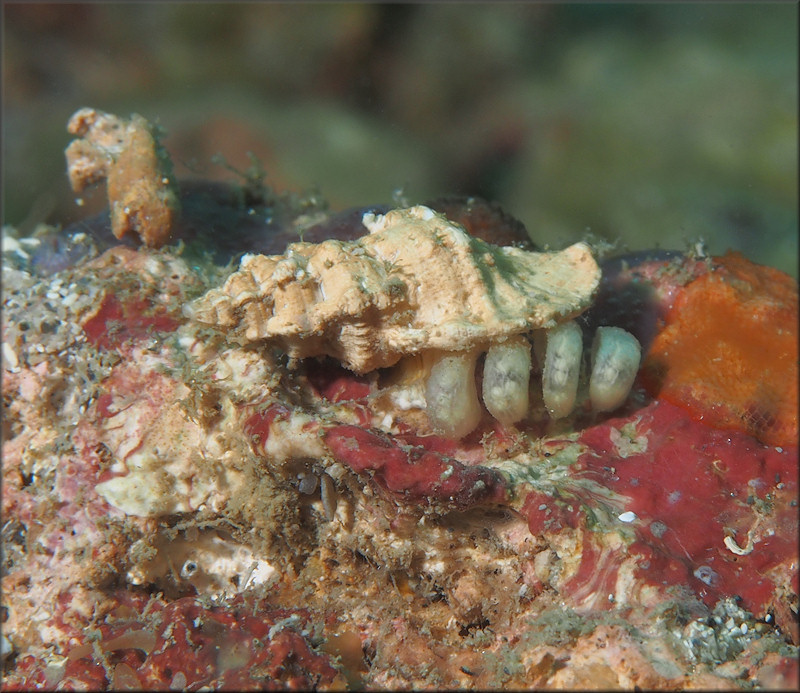 Dermomurex elizabethae (McGinty, 1940) With Egg Capsules