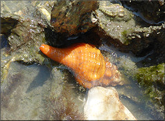 Triplofusus giganteus (Kiener, 1840) Juvenile In Situ