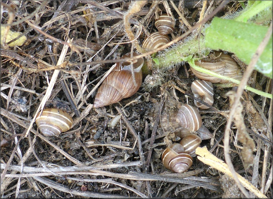 Praticolella griseola (L. Pfeiffer, 1841) Vagrant Scrubsnail In Situ