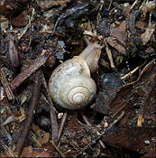 Bradybaena similaris (Férussac, 1821)