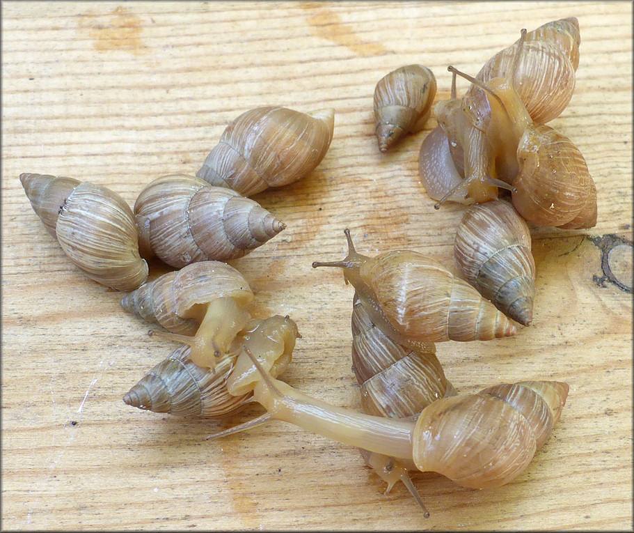 Bulimulus sporadicus On Gate Parkway Beneath Interstate 295 Overpass