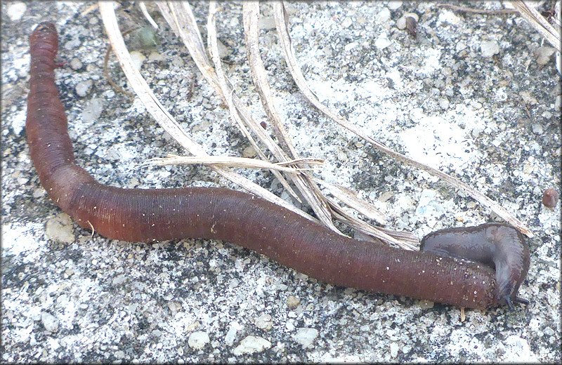 Deroceras laeve (Mller, 1774) Attempted Feeding On Deceased Earthworm