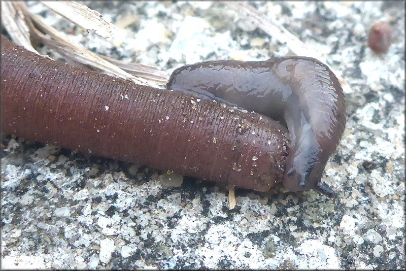 Deroceras laeve (Mller, 1774) Attempted Feeding On Deceased Earthworm