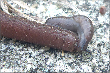 Deroceras laeve (Mller, 1774) Attempted Feeding On Deceased Earthworm
