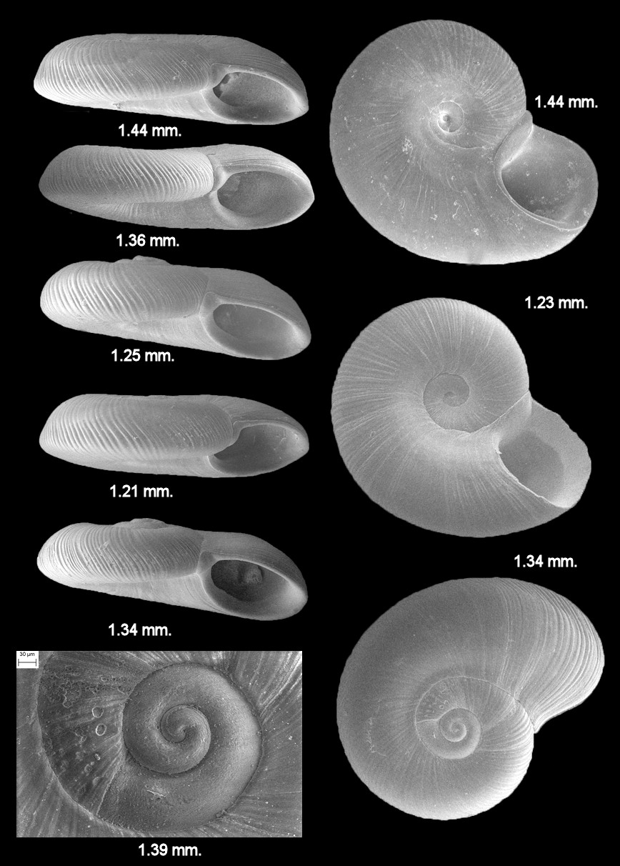 Cochliolepis (Tylaxis) species