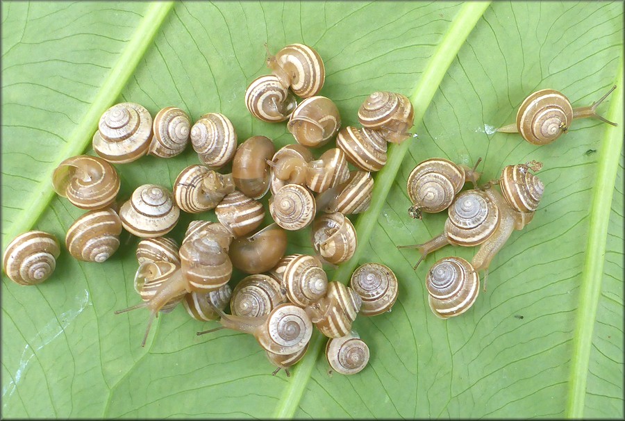 Praticolella griseola (L. Pfeiffer, 1841) Vagrant Scrubsnail