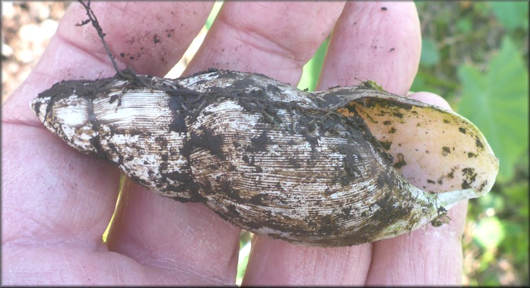 Euglandina rosea (Frussac, 1821) Rosy Wolfsnail - Very Large Specimen