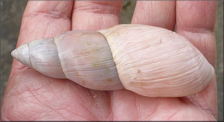 Euglandina rosea (Frussac, 1821) Rosy Wolfsnail - Very Large Specimen