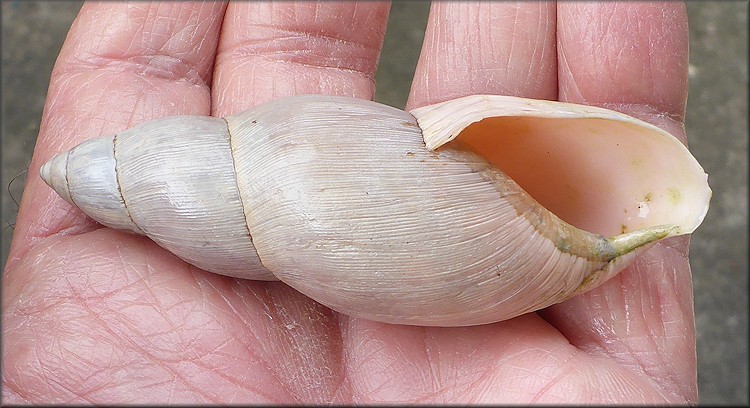 Euglandina rosea (Frussac, 1821) Rosy Wolfsnail - Very Large Specimen