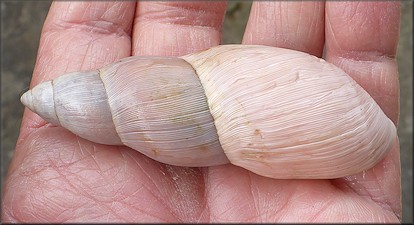 Euglandina rosea (Férussac, 1821) Rosy Wolfsnail - Very Large Specimen